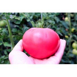 Large Pink Tomato Seeds for Planting Around 30 Seeds to Plant Non-GMO