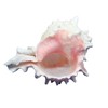 Steinfixx Murex Ramosus Pink Shell 70 g Golf of Mexico