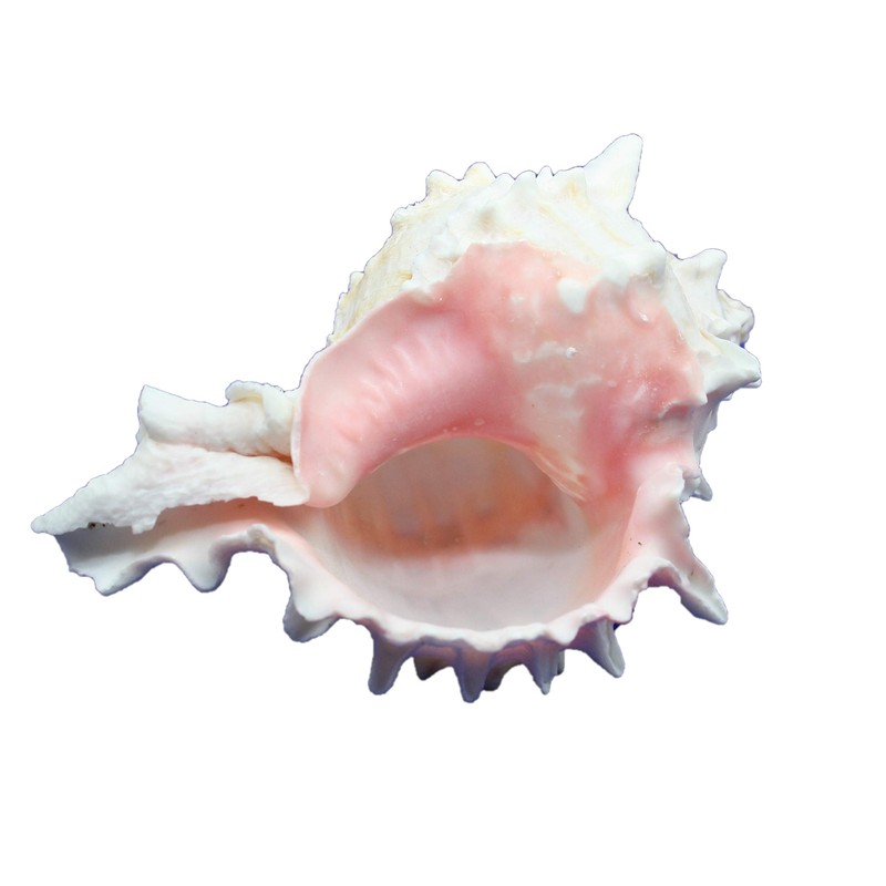 Steinfixx Murex Ramosus Pink Shell 70 g Golf of Mexico