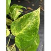 Pothos Gold 1 Gallon Tropical Plant
