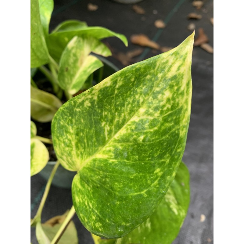 Pothos Gold 1 Gallon Tropical Plant