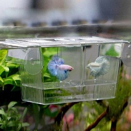 Yinong S/M Fish Breeding Isolation Box (20 x 10 x 10 cm)