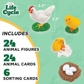GLINGLONG Life Cycle Kit Toy Montessori - Realistic Figurine Toys, Kids Figure Animal Match Set with Frog, Ladybug, & More - Includes 24-Piece Animals, Educational & Fun Matching Game for Children 3+