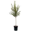 American Plant Exchange Apple Tree 'Pink Lady' – Live Fruit-Bearing