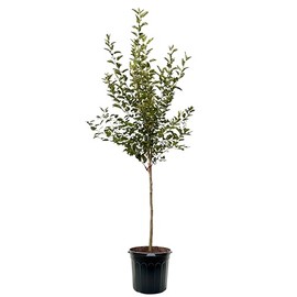 American Plant Exchange Apple Tree 'Pink Lady' – Live Fruit-Bearing Plant, 7-Gallon Pot, Cold-Hardy, for Home Orchards, Backyard Gardens & Edible Landscapes