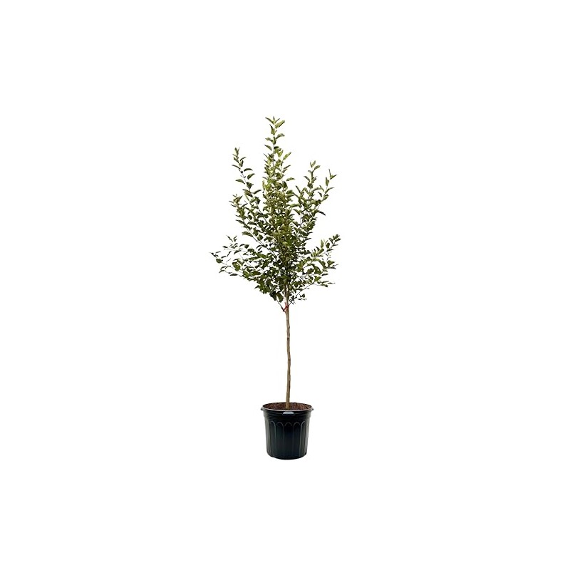 American Plant Exchange Apple Tree 'Pink Lady' – Live Fruit-Bearing