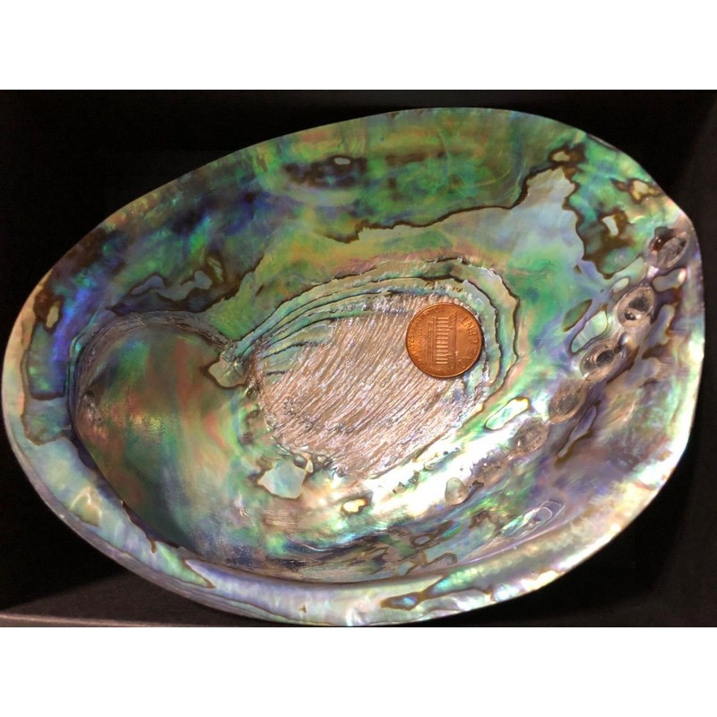 Large Abalone Shell Polished Paua Rainbow LG Sea Green Blue