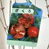 Pomegranate Seedling, Pomegranate, 4.7 inches (12 cm) Pot Seedling, Pomegranate