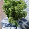 Fresh 2000 Broccoli Seeds Waltham 29 Seeds Non-GMO Heirloom |