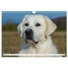 Das Glück hat einen Namen - Golden Retriever (Wandkalender 2025