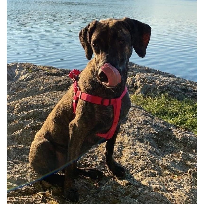 PUPTECK No Pull Dog Harness Adjustable Basic Nylon Step in