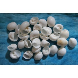 Shorely Yours NATICA MAMILLIA,Seash - 100 Shells