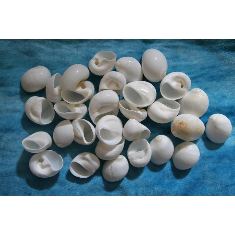 Shorely Yours NATICA MAMILLIA,Seash - 100 Shells