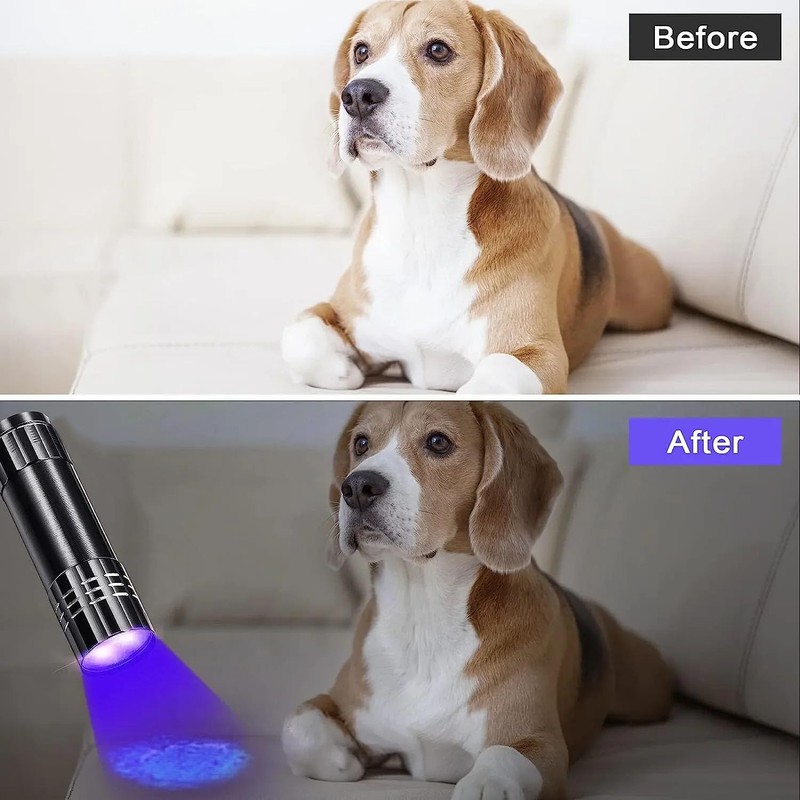 POCKETMAN Portable UV Flashlight 395-400nm Black Light Flashlights Ultraviolet Zoomable