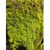 Live Star Moss, Live Plants, Healthy, Reptiles, Dart Frog, Vivarium