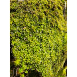 Live Star Moss, Live Plants, Healthy, Reptiles, Dart Frog, Vivarium 5"X5"