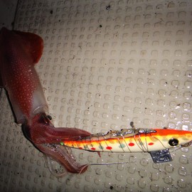 KEYSTONE Egi Lure, Rapid Happiness Type, Dotted Night Light, M Size, Orange Sardine