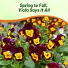 Outsidepride Bambini Mix Viola Pansy Seeds for Planting - 1000