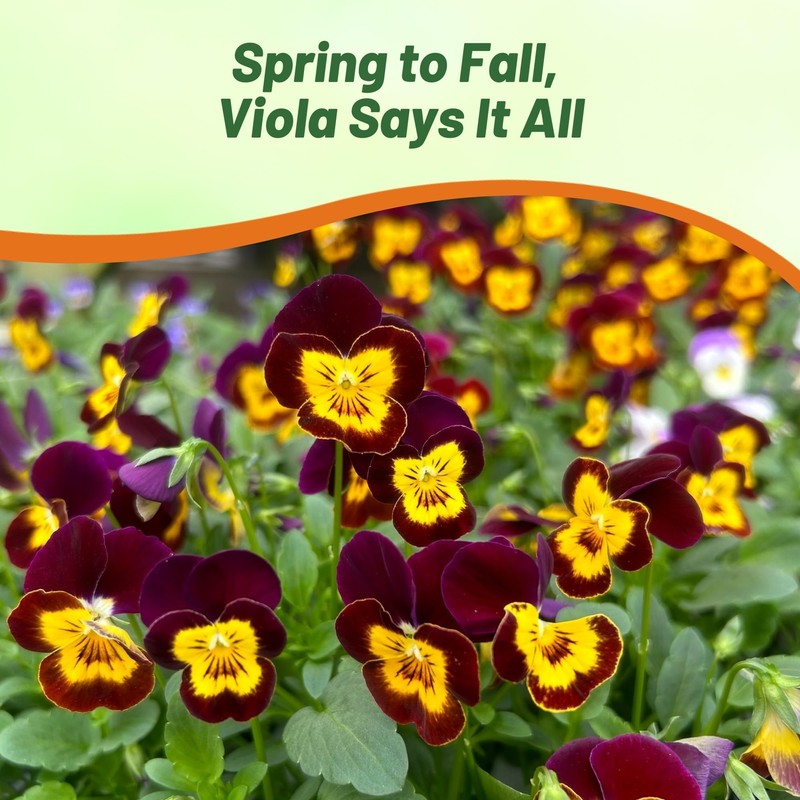 Outsidepride Bambini Mix Viola Pansy Seeds for Planting - 1000