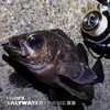 VARIVAS PE Line, Abani, Saltwater Finesse PE X8, 150 m,