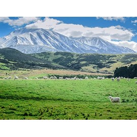 Antler Farms - 100% Pure New Zealand Lanolin, 100g, Skin Moisturizer and Protectant, Refined USP Grade Balm