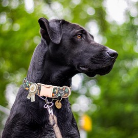 Metal Buckle Dog Collar with Dedals, 3-Size Comfortable Adjustable Cotton Dog Collar for Small, Medium, Large Male Female Dogs (Foliage, S(10-14in))