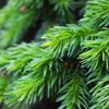 Primavera Wellbeing Series Blended Essential Oil Forest Walk 5ml PV18518