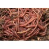 Freedom Worm Farms Organic Red Wiggler Worm Castings Natural Fertilizer