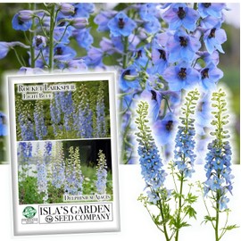 Larkspur Rocket Light Blue Flower Seeds, 250+ Seeds Per Packet, (Isla's Garden Seeds), Non GMO & Heirloom Seeds, Botanical Name: Consolida ajacis, Great Home Garden Gift