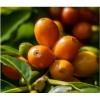 Hawaii Selection 10 stick 100% INSTANT KONA COFFEE Freeze Dried