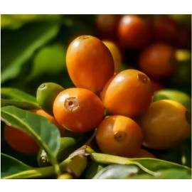 Hawaii Selection 10 stick 100% INSTANT KONA COFFEE Freeze Dried Single Serve Rip Sachets Hawaii