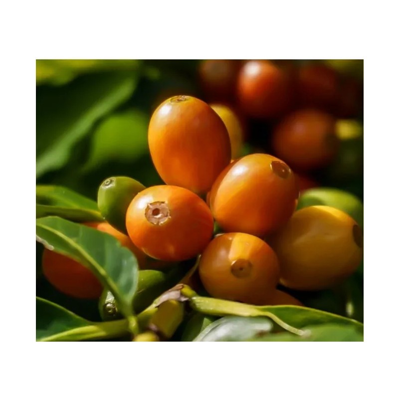 Hawaii Selection 10 stick 100% INSTANT KONA COFFEE Freeze Dried