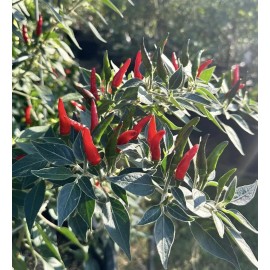 Home-Growth Super Hot Black Cobra Chili Pepper - 25 Seeds 2024 - USA