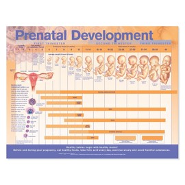 Prenatal Fetal Development Chart