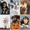 KOOLTAIL- Conjunto de collar y correa para perros pequeños con
