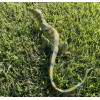 Monitor Lizard Replica - Young Green - AAA Realistic PVC