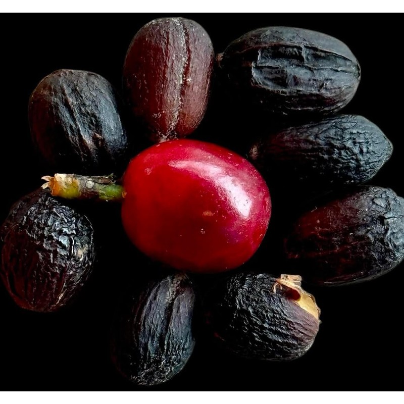 Premium Coffee Cascara - Dried Coffee Shells Husk Premium- Ecuadorian