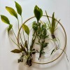 South American Cichlid Plant Bundle-Wisteri