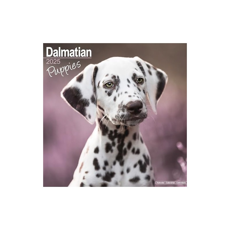 Dalmatian Puppies – Dalmatiner Welpen 2025 – 16-Monatskalender: Original Avonside-Kalender