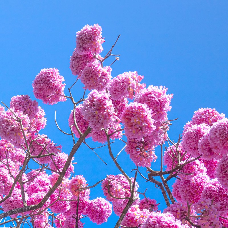 Rio Trading Co Pau D'arco 40 Teabags