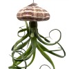 Florida House Plants Large Tillandsia Jellyfish, Big Hanging air Plant