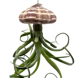 Florida House Plants Large Tillandsia Jellyfish, Big Hanging air Plant with Seashell