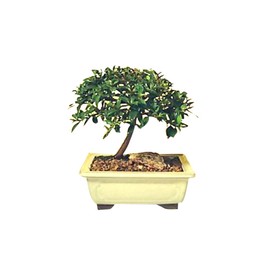 Bonsai Boy's Flowering Brush Cherry Bonsai Tree - Small eugenia myrtifolia