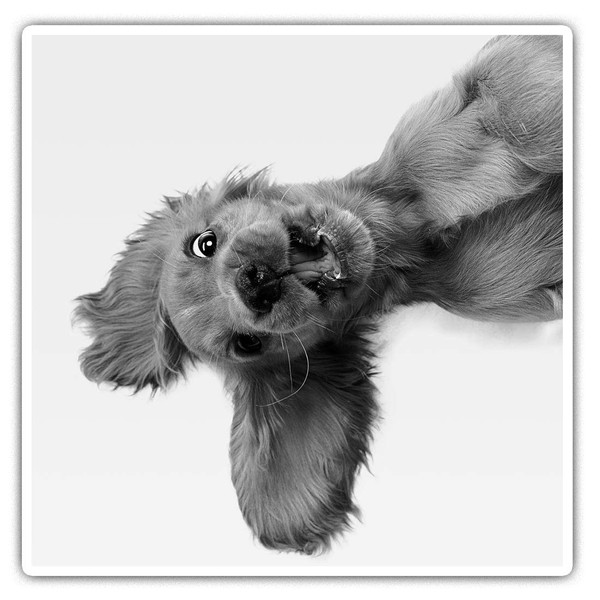 2 x quadratische Vinyl-Aufkleber, 10 cm, englischer Cocker Spaniel, Welpe,