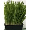 Wheat Grass Seed 1lb - Guaranteed to Grow