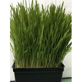 Wheat Grass Seed 1lb - Guaranteed to Grow