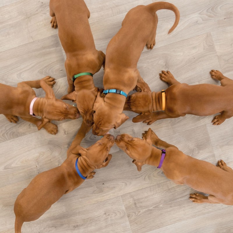 Puppy Collars Pack of 12 Size M-L 2 Sizes Available