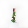 Treleaf - Zella Regular Starter Kit- Wooden Extendable Plant Support