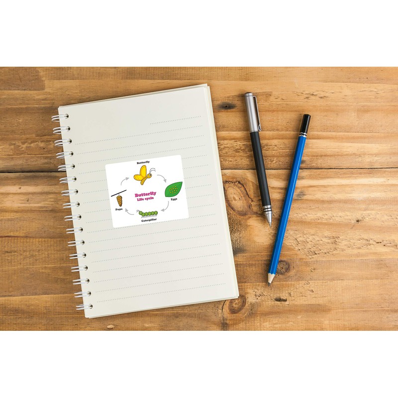 2 x 10cm Butterfly Life Cycle Vinyl Stickers - Biology