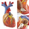EVOTECH Human Respiratory System Model